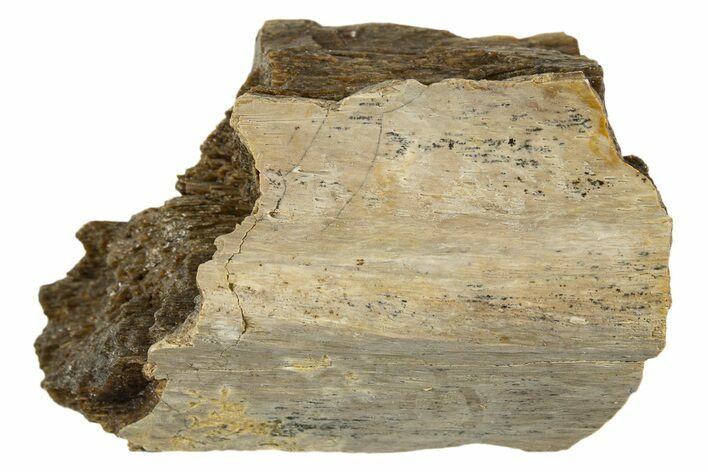 Fossil Tyrannosaur (T rex) Bone Section - Wyoming #342833